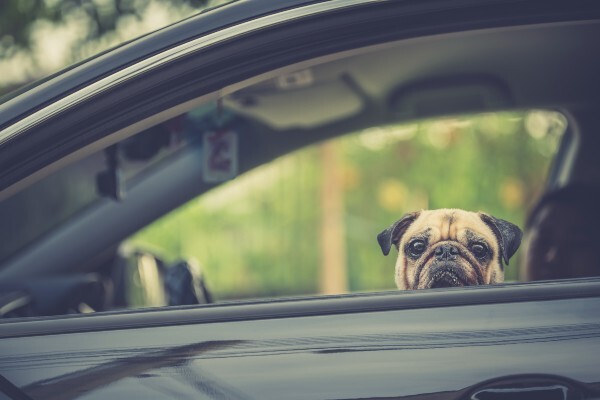 How to remove dog hair from your car